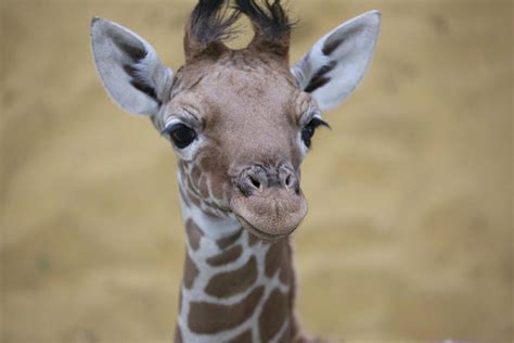 Reticulated Giraffe Calf Born In Captivity