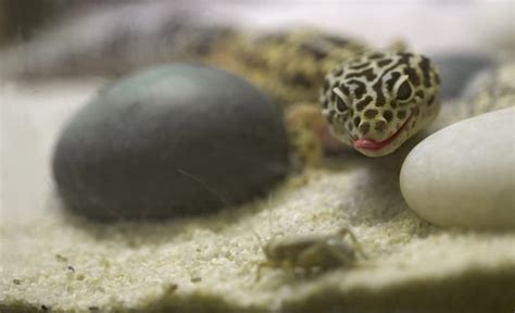 Leopard Gecko Diet And Feeding Guide A Must Read For A