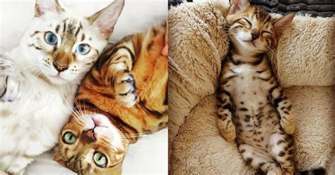 Pictures Of Bengal Cats Popsugar Pets