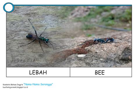 Kosakata Nama Nama Serangga Dalam Bahasa Inggris Buat Belajar Anak