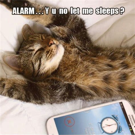 Alarm Im Sleeping Bug Off Cute Cat Memes Soft Kitty Warm Kitty Cat