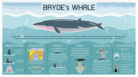 Infographic On Behance Brydes Whale Whale Logo Marine Archaeology