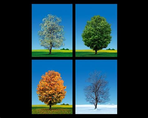 Four Seasons Tree Studiomacbeth