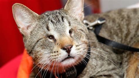 Internet Cat Community Mourns Death Of Oskar The Blind Cat Kiro 7 News Seattle