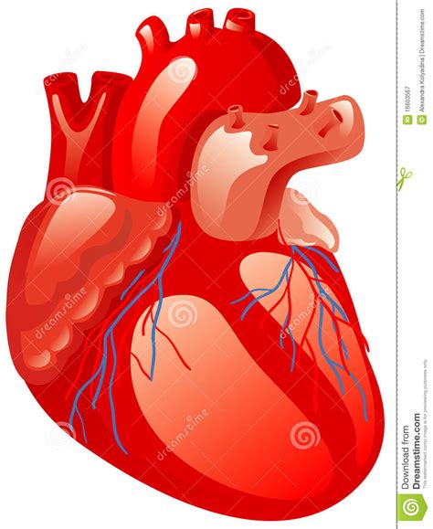 Human Heart Clipart 20 Free Cliparts Download Images On Clipground 2023