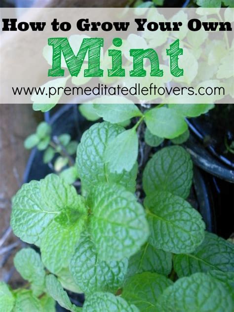 How To Grow Mint