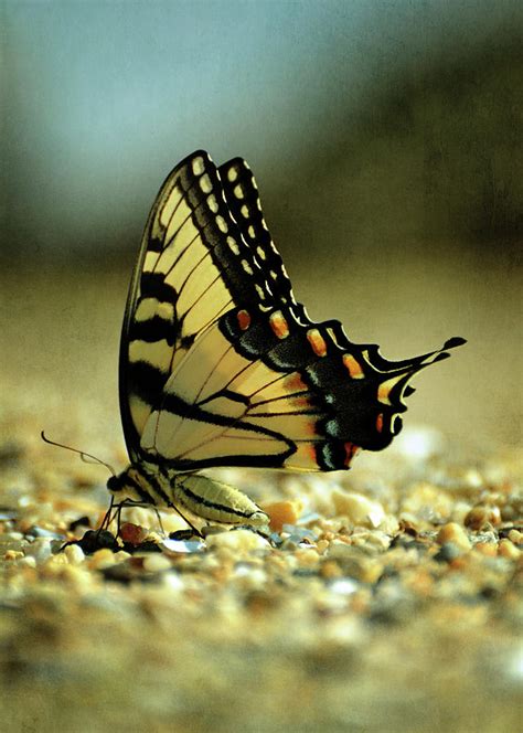 Papilio Glaucus Eastern Tiger Swallowtail Photograph By Rebecca Sherman