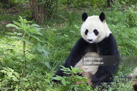 Great Panda Showing Its Tongue Chengdu Sichuan Province China High Res