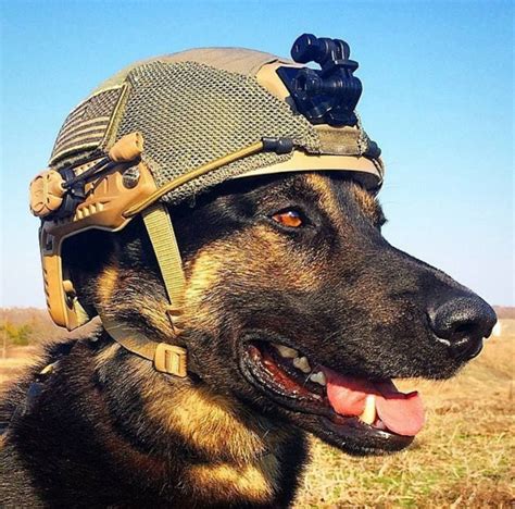 Pin By Aurora Si Donna Perederic On German Shepherd Dog 02 Military