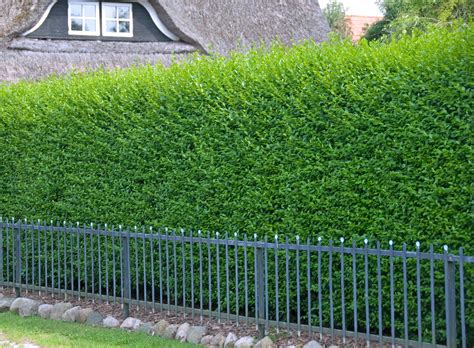 Fast Growing Hedges - Fast Growing Hedging Plants - Fast Tall Hedge