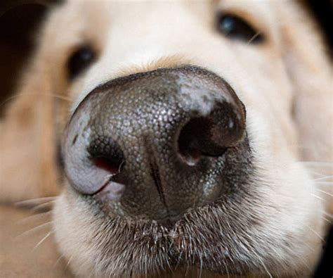 5 Causes Of White Spots On A Dogs Nose