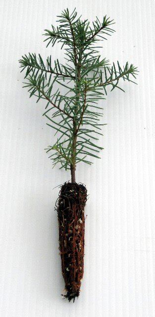 Noble Fir Seedlings Box Of 80 — Spruced Christmas Trees