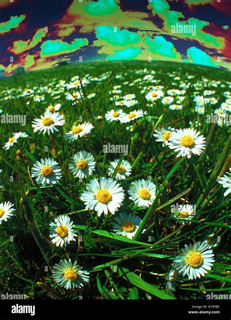 Wild Flowers And Air Pollution Stock Photo Alamy