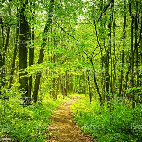 Forest Path Stock Photo Download Image Now Istock