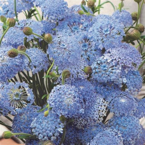 Kniplingsblomst Blue Lace Didiscus Caeruleus Garden Living