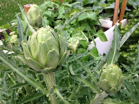 Some Lovely Artichokes Growing This Artichoke Plant Is Now In Its