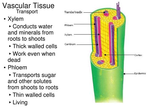 Vascular Tissue In Plants Bio 7 Preview For March 13 Plants