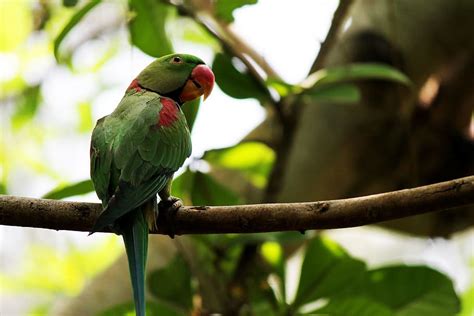 Hd Wallpaper Parrots Birds Forests Greenery Plumage Feathers Red