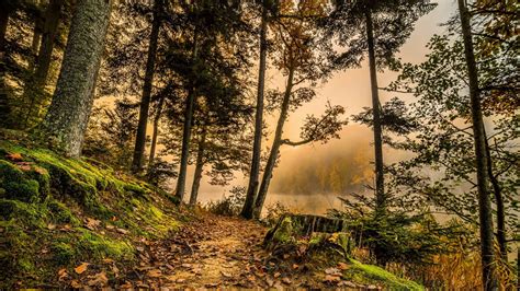 Download Wallpaper 1280x720 Forest Trail Trees Grass Hdr Hd Hdv