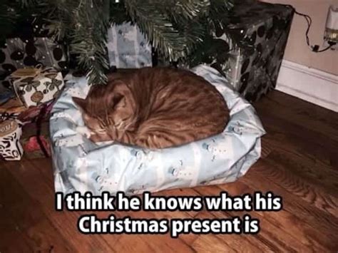 These Christmas Cat Memes Are Right Up Your Alley Cattitude Daily