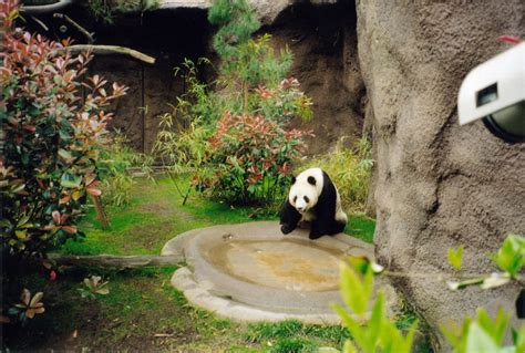 An Enduring Conservation Legacy The San Diego Zoo Panda Team