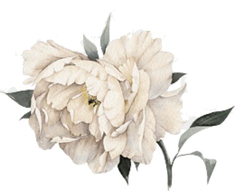 Cropped Peony Transparent Watercolor White Flower Hd Png Download