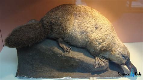 10 Most Unique Mammals In The World Facts About Interesting Mammals