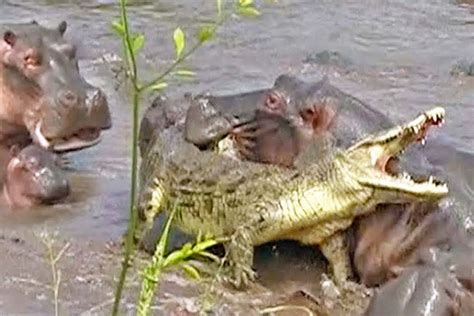 Animal Sighting 30 Hippos Attack One Crocodile In Tanzania Watch