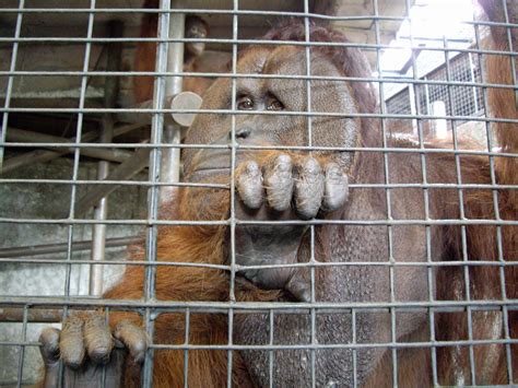 Wild Animals And The Captivity Issue Born Free