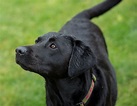 The Labrador Retriever - Meet The Breed - My Best Friend Dog Care