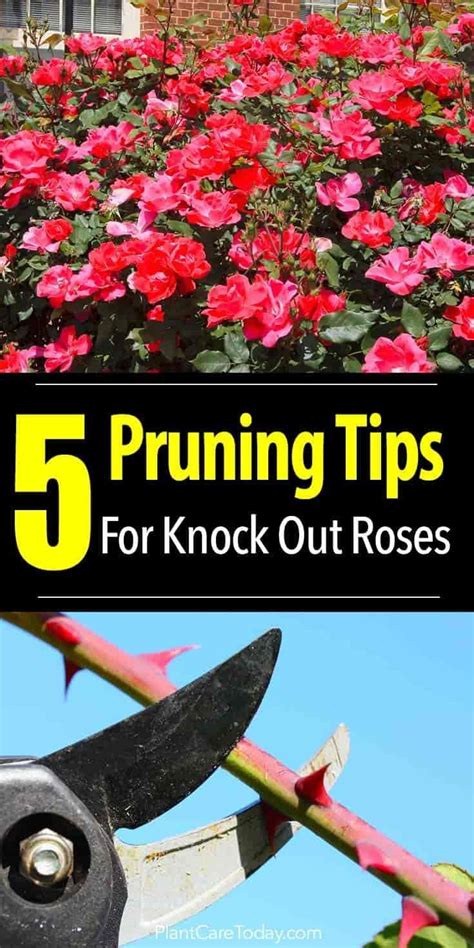 How To Prune Knockout Roses 5 Video Tips Knockout Roses Rose