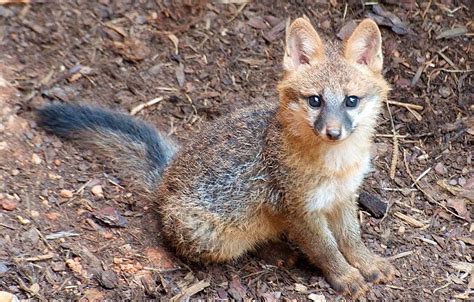 Fox Kit Rearing Season Means Daytime Sightings More Likely The