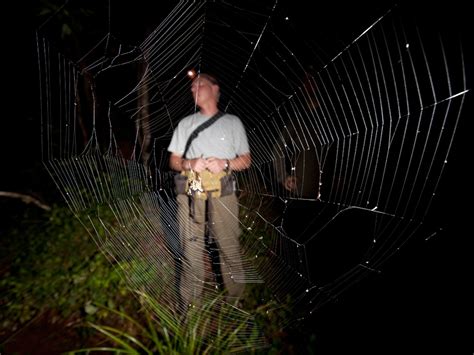 Photos Worlds Biggest Strongest Spider Webs Found