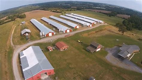 The free range chickens in this study. Low cost free range chicken house shed poultry farm for ...