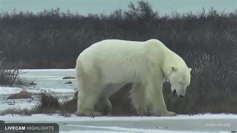 Polar Bear Tundra Buggy Snapshots