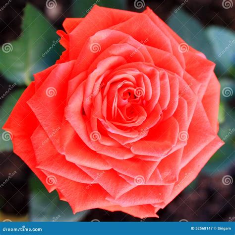 Light Red Rose Stock Image Image Of Rosa Garden Leaf 52568147