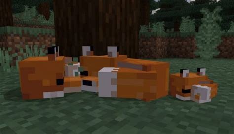 Minecraft Fox Guide How To Tame A Fox In Minecraft Pcgamesn