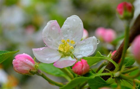 Wallpaper Spring Flower Spring Rain Drops Flower Raindrops Images