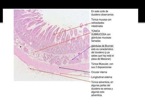 Histologia Do Intestino Delgado