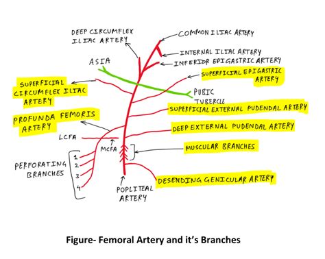 Femoral Artery Tcml The Charsi Of Medical Literature