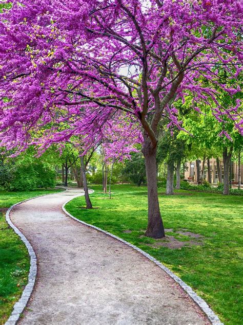 Free Image on Pixabay - Spring, Beautiful, Wallpaper, Tree | Nature ...