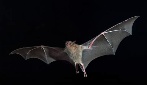 Birds Best Bats In Flying Game Live Science
