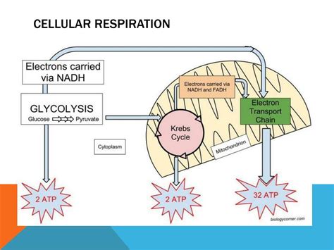 Cellular Respiration Graphic Organizer Answer Key Biology Corner