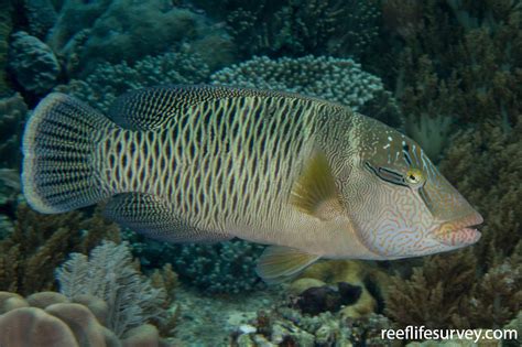 Cheilinus Undulatus Humphead Maori Wrasse