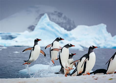 Antarktis Kreuzfahrt Erkundungsreise Zum 7 Kontinent Tourismus Schiegg