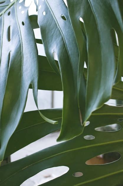 Premium Photo Closeup Of Monstera Deliciosa Green Leaf Tropical