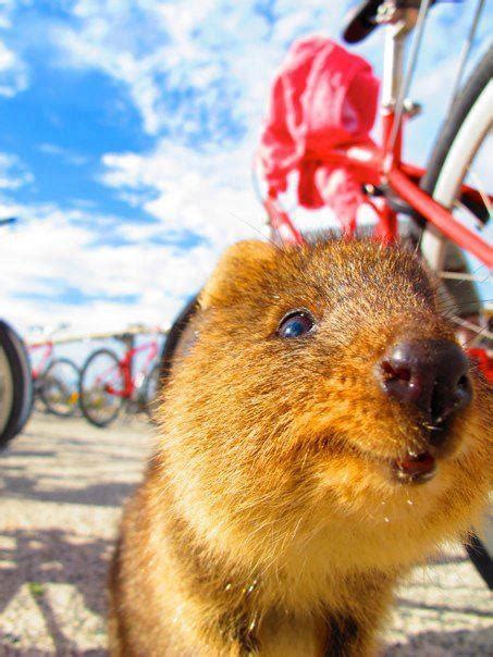 Learn more about his inquisitive australian marsupial. 15 best Australia's Cute Animals: Quokkas images on ...
