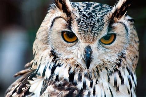 Maybe you would like to learn more about one of these? Great Horned Owl Facts, Information, Photos & Artwork