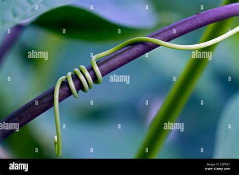 Climbing Vine Tendril Hi Res Stock Photography And Images Alamy