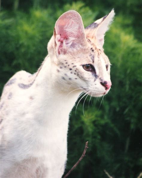 White Serval At Big Cat Rescue Gatos Serval Serval Cats Small Wild Cats Big Cats Cats And